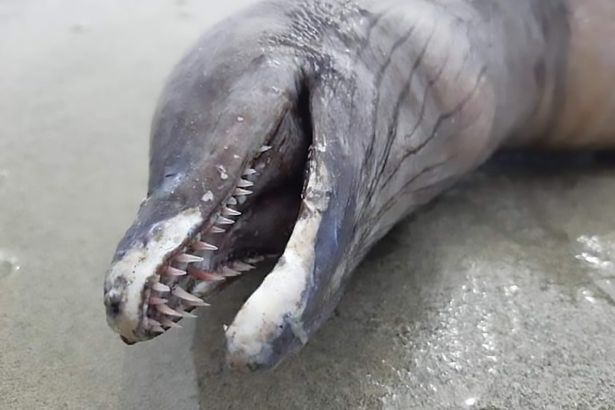 Bizarre eye-less creature with dolphin-like head washes up on beach in  Mexico - Mirror Online