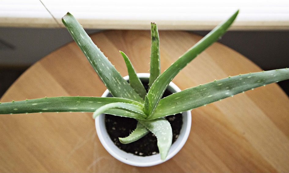 aloe vera plant
