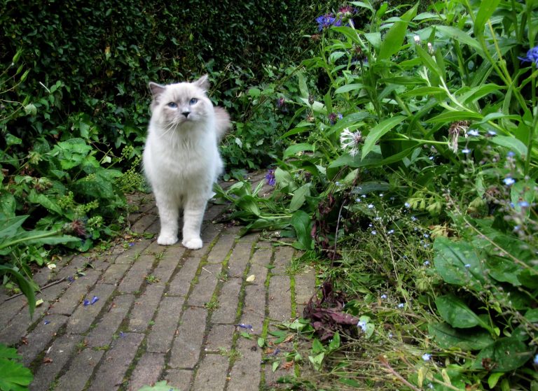 cat in garden