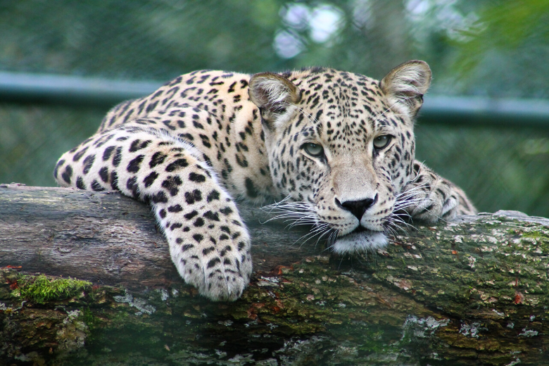 leopard extinct