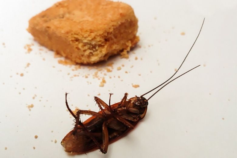 cockroaches