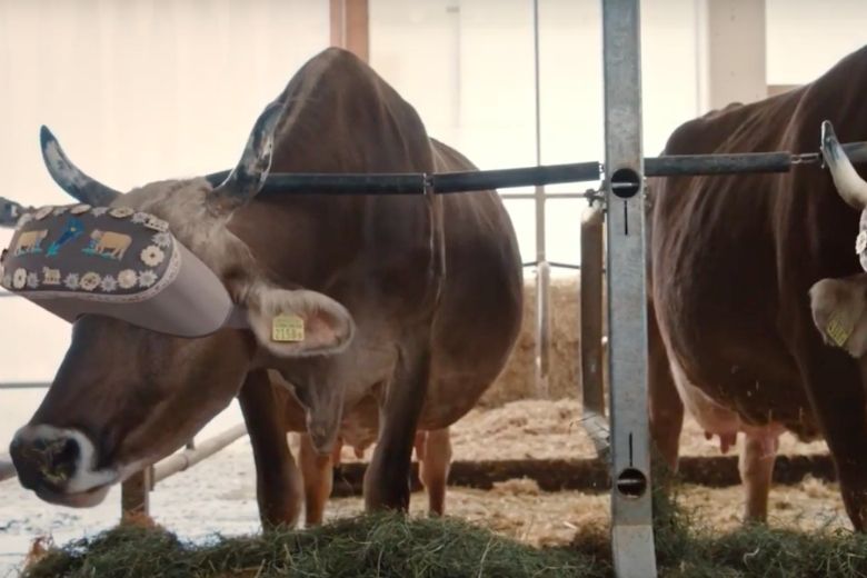 cows virtual reality headsets