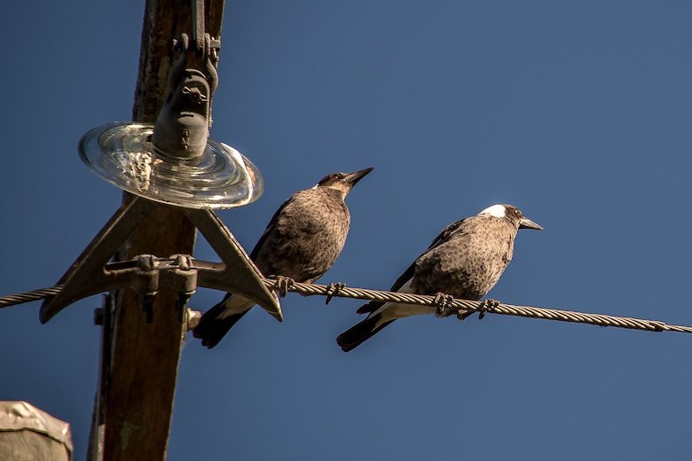 ballen hoogspanningskabels