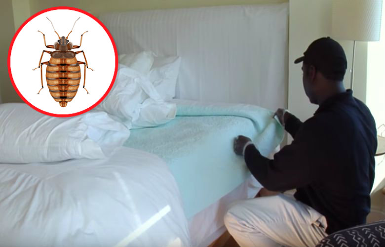 bed bugs
