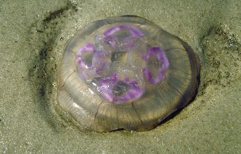 jellyfish