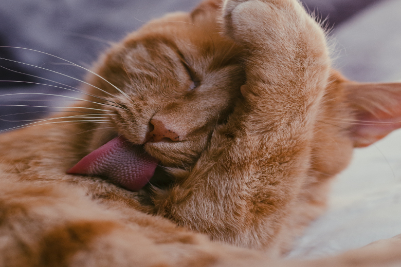 cat hair licking