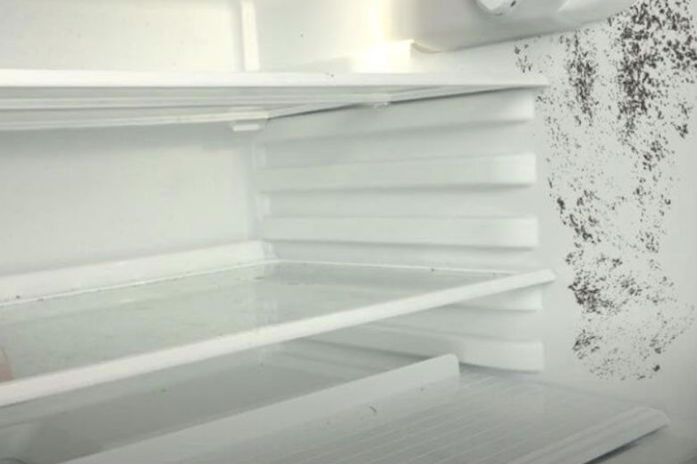 mold in the fridge
