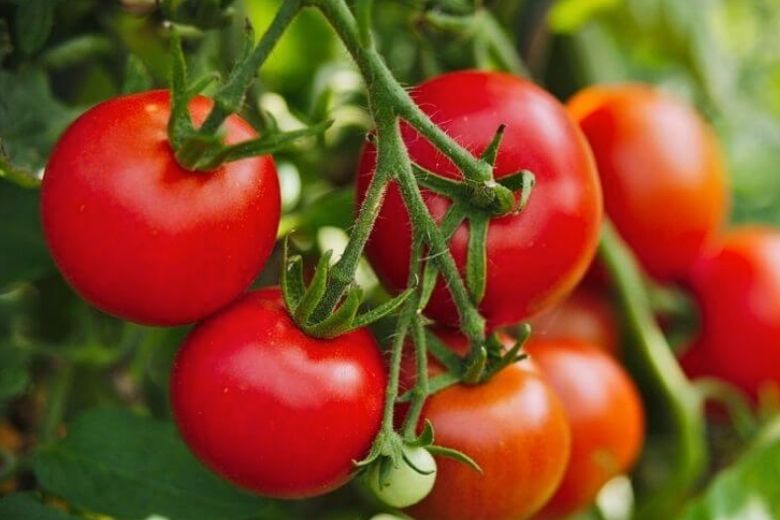 mistake preparing tomatoes