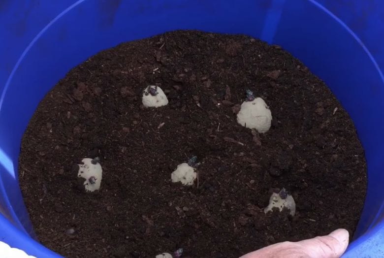 grow potatoes