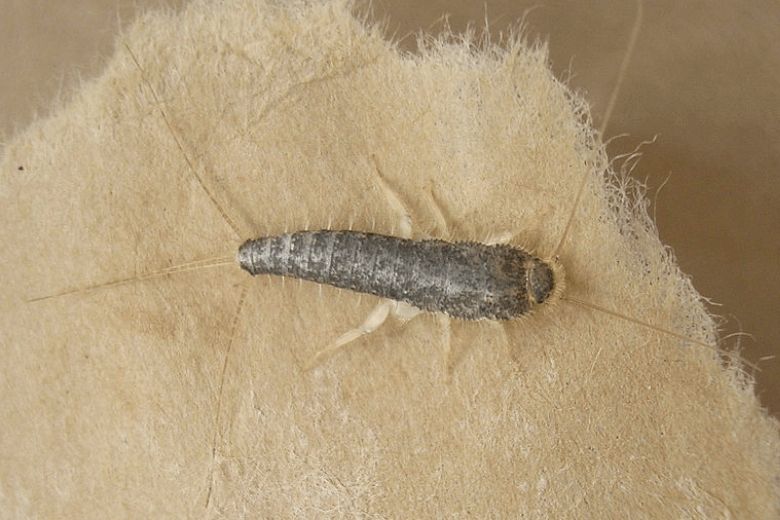 prevent silverfish house
