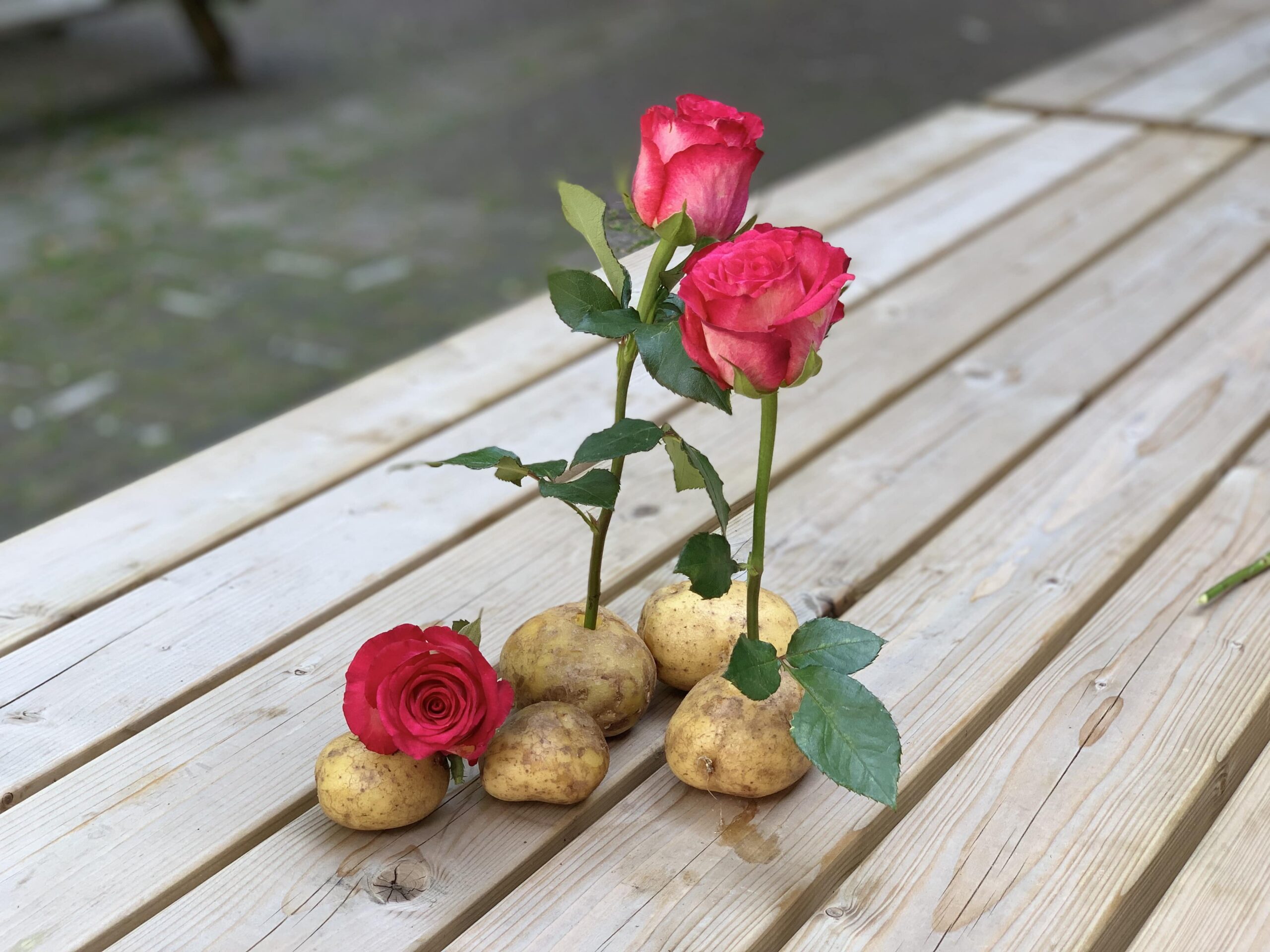 rose stalk into potato