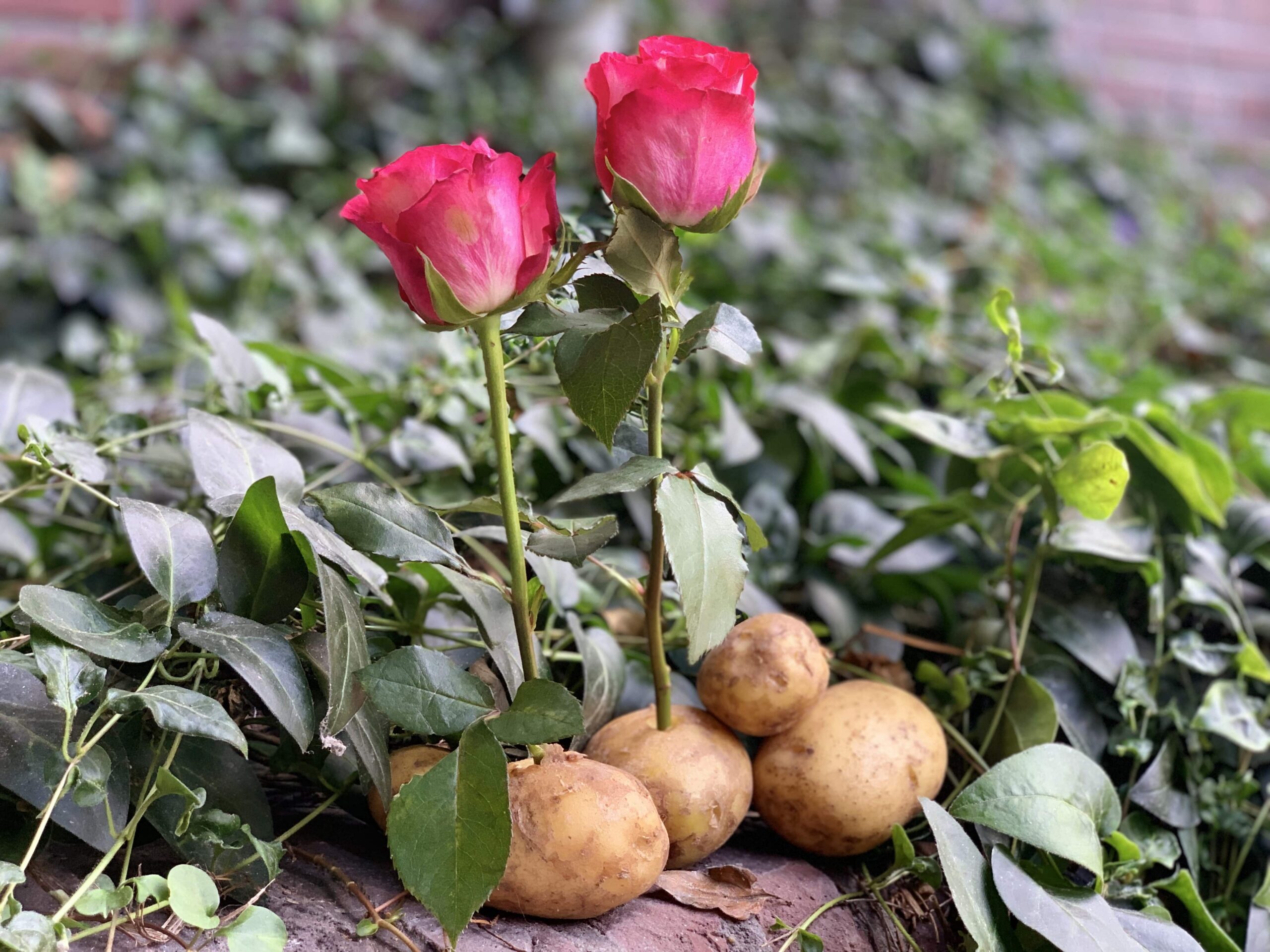 rose stalk into potato