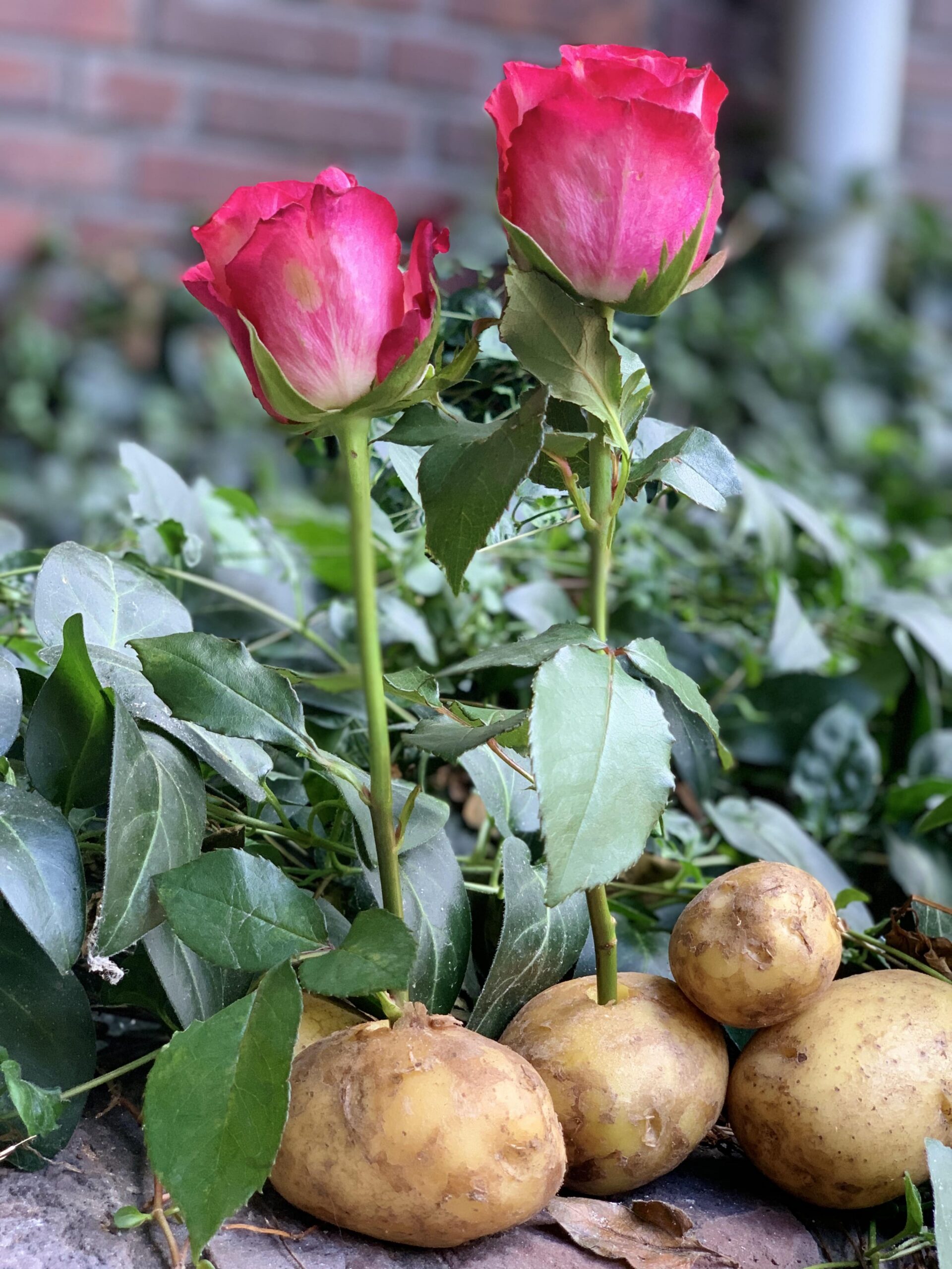 rose stalk into potato