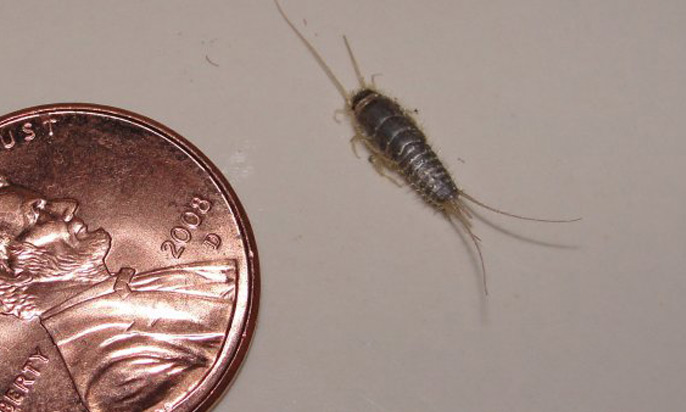 silverfish
