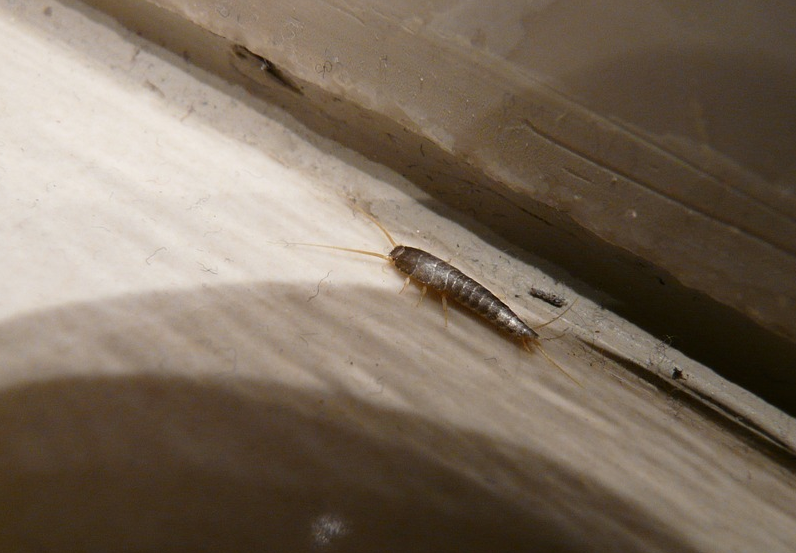 silverfish