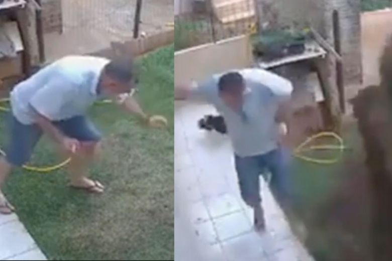 blows up garden cockroach