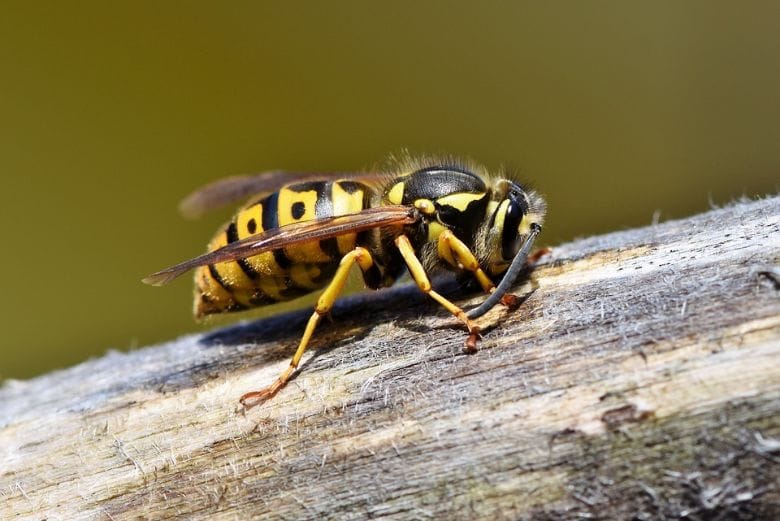 wasps