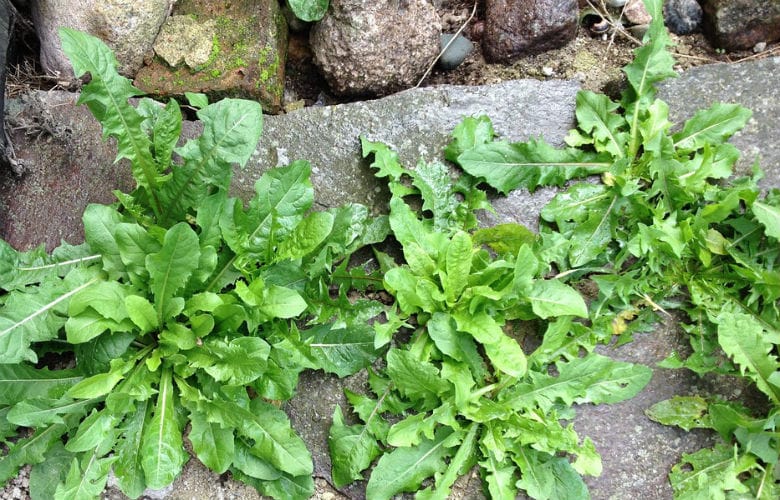 garden weeds