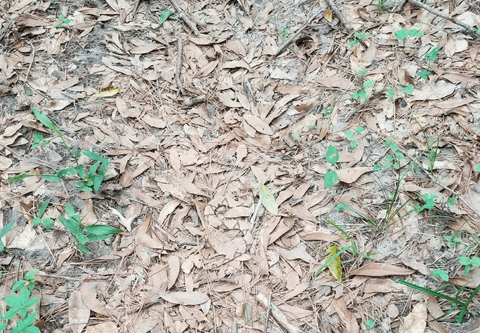 well-camouflaged snake